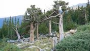 PICTURES/Mount Evans and The Highest Paved Road in N.A - Denver CO/t_Bristlecone Pine4.JPG